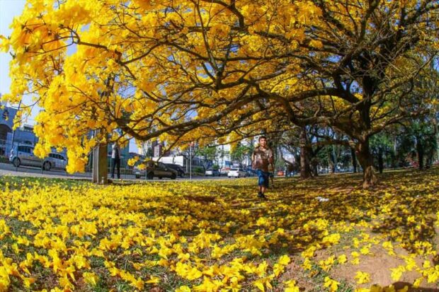 Foto de Ipê amarelo florido, com o chão coberto de flores